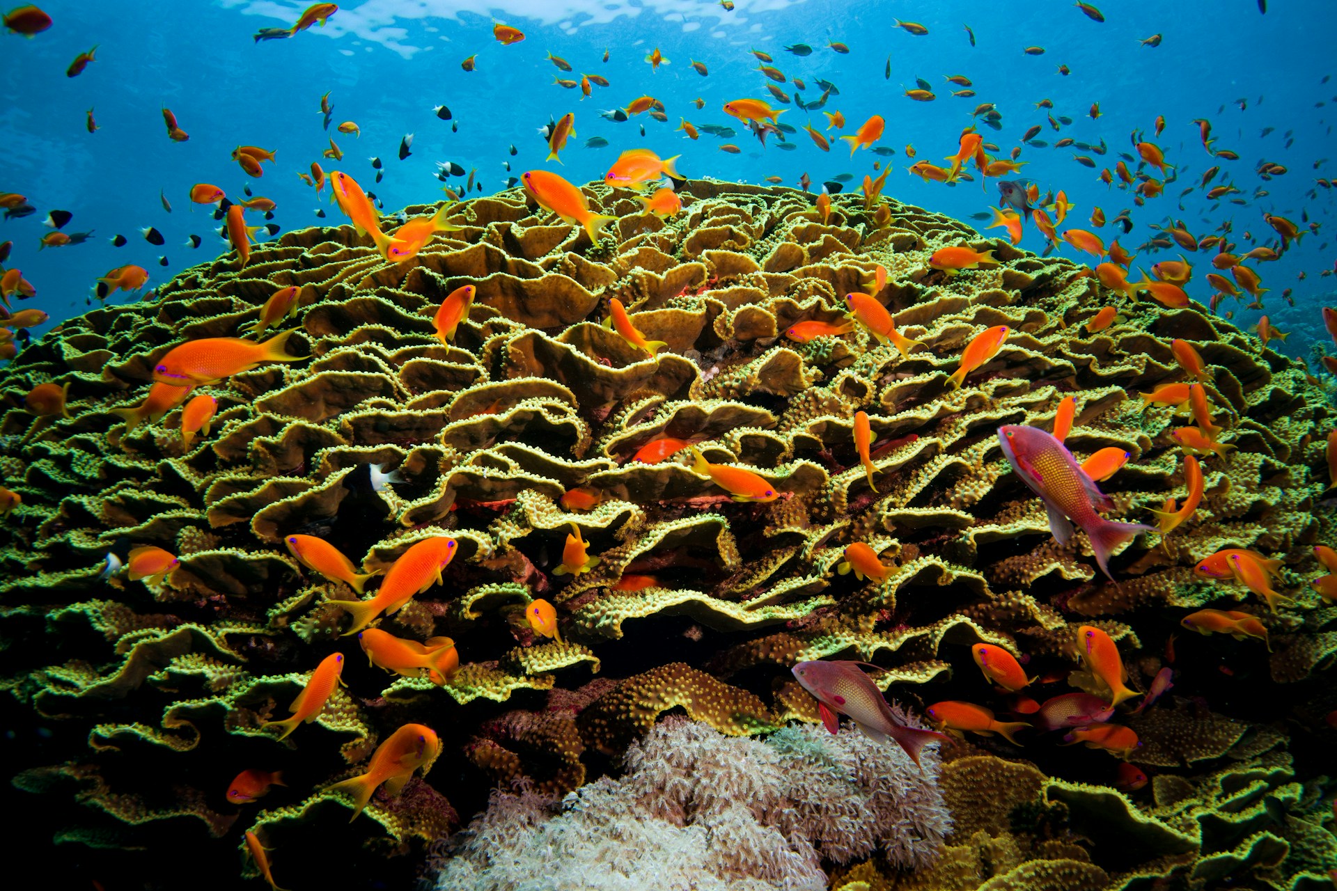 Fischarten im Roten Meer